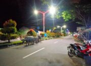 Kerbau Sering Memasuki Jalan Protokol Sinabang