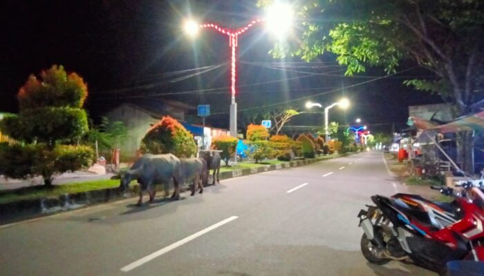 Kerbau Sering Memasuki Jalan Protokol Sinabang