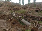 Pekerjaan Replanting Amburadul, Manager PTPN-4 Kebun Marihat Terkesan Tutup Mata