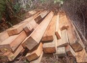 Illegal Logging Di Tapsel, 15 Kubik Kapur Dan Karhutla Ditemukan