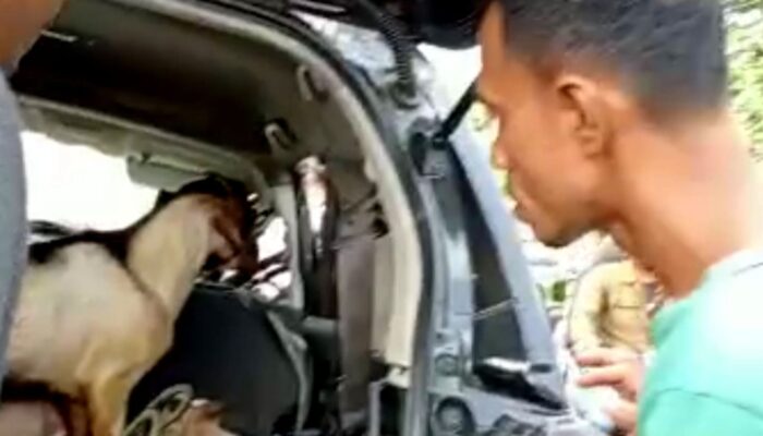 Diduga Mobil Komplotan Pencuri Kambing Bertabrakan Dengan Truk 10 Roda Di Pidie