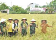 Pangdam I/BB Bersama Kelompok Tani Panen Padi Bebas Pestisida Seluas 5.000 M