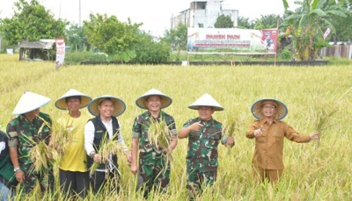 Pangdam I/BB Bersama Kelompok Tani Panen Padi Bebas Pestisida Seluas 5.000 M