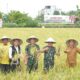 Pangdam I/Bukit Barisan Mayjen TNI A Daniel Chardin, SE, MSi, bersama Yayasan Bukit Barisan Peduli melakukan panen raya padi bebas pestisida seluas 5.000 meter² di Kecamatan Medan Selayang, Kota Medan, Senin (6/3).
