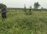 Kurang Perawatan, Tanaman Sawit PTPN 3 Dipenuhi Gulma Hingga Mati