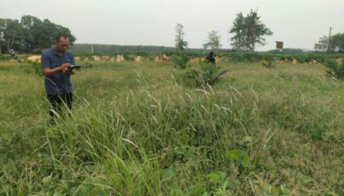 Kurang Perawatan, Tanaman Sawit PTPN 3 Dipenuhi Gulma Hingga Mati