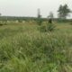 KONDISI tanaman sawit yang tampak dipenuhi rumput liar atau gulma khususnya lalang atau ilalang. Waspada/Edward Limbong
