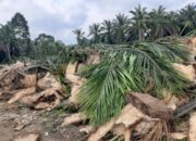 Proyek Replanting Diduga Asal Jadi, Manajer PTPN IV Perintahkan Vendor Perbaiki