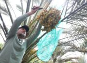 Ijeck Di Tanah Karo: Panen Sawit Sudah Biasa, Panen Kurma Luar Biasa