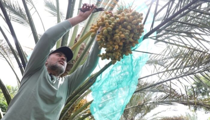 Ijeck Di Tanah Karo: Panen Sawit Sudah Biasa, Panen Kurma Luar Biasa