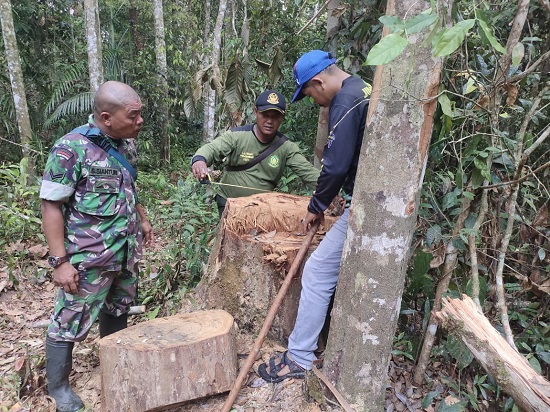 Illegal Logging, Sejumlah BB Ditemukan Di Mosa Tapsel