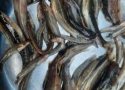 Incor, Ikan Digandrungi Di Madina Hampir Punah