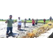 TPL Bantu 940 Kg Benih Padi Untuk 150 KK Petani Di Toba