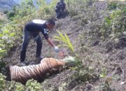 BKSDA: Jangan Bunuh Harimau