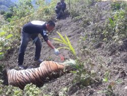 BKSDA: Jangan Bunuh Harimau