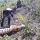 BANGKAI HARIMAU: Petugas melakukan identifikasi terhadap bangkai harimau yang ditemukan di kawasan Gunong Lhok Siron, Gampong Buket Meuh, Kec. Meukek, Aceh Selatan, Minggu (12/3). Waspada/Ist.