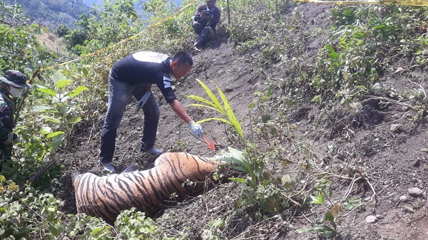 BANGKAI HARIMAU: Petugas melakukan identifikasi terhadap bangkai harimau yang ditemukan di kawasan Gunong Lhok Siron, Gampong Buket Meuh, Kec. Meukek, Aceh Selatan, Minggu (12/3). Waspada/Ist.