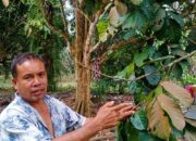 Tanaman Duku Di Sergai Diserang Karat Daun