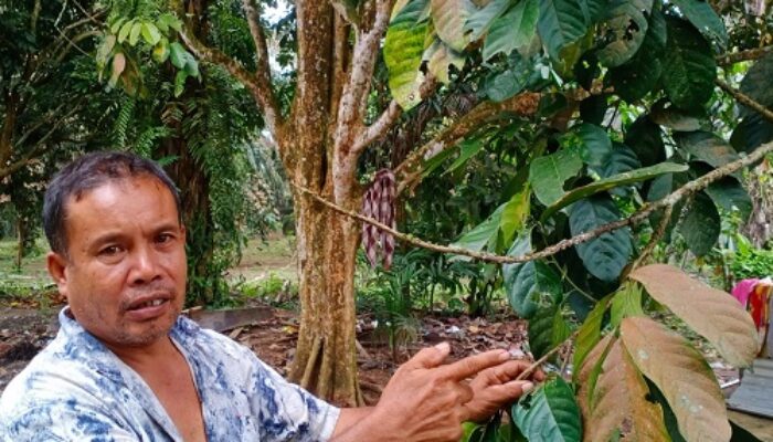 Tanaman Duku Di Sergai Diserang Karat Daun