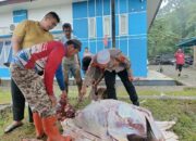 Kapolres Simeulue Sembeli 5 Ekor Kerbau Dan 1 Lembu Untuk Wartawan