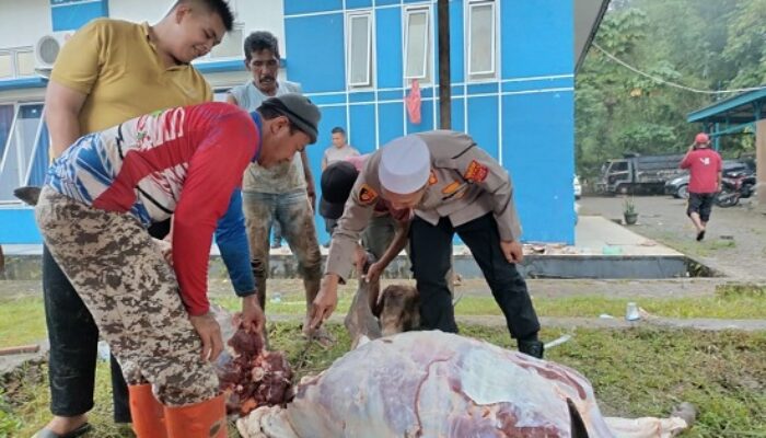 Kapolres Simeulue Sembeli 5 Ekor Kerbau Dan 1 Lembu Untuk Wartawan