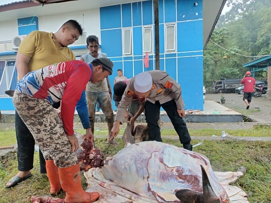 Kapolres Simeulue AKBP Jatmiko menyembelih hewan kerbau untuk dibagikan ke wartawan, Selasa (21/3). Waspada/Ist