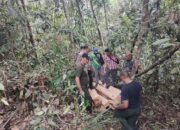 Illegal Logging, Sejumlah BB Ditemukan Di Mosa Tapsel