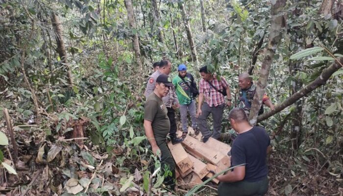 Illegal Logging, Sejumlah BB Ditemukan Di Mosa Tapsel