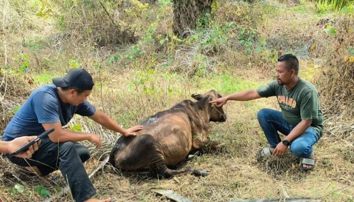 Lagi, Harimau Gentayangan Terkam Ternak