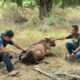 DITERKAM HARIMAU: Warga melihat sapi yang diterkam harimau sumatera di area perkebunan milik PTPN I Julok Rayeuk Selatan, Dusun Buket Panjang, Gampong Panton Rayeuk T, Kecamatan Banda Alam, Kabupaten Aceh Timur, Minggu (26/3). Waspada/Ist