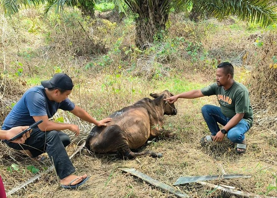 DITERKAM HARIMAU: Warga melihat sapi yang diterkam harimau sumatera di area perkebunan milik PTPN I Julok Rayeuk Selatan, Dusun Buket Panjang, Gampong Panton Rayeuk T, Kecamatan Banda Alam, Kabupaten Aceh Timur, Minggu (26/3). Waspada/Ist