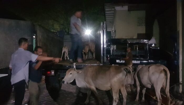 12 Ekor Sapi Diamankan<br>Satpol PP Langsa