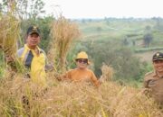 Bupati (kiri) Ketua PKK (tengah) dan Kadis Pertanian Simalungun (kanan) saat melakukan panen raya tanaman padi darat di Nagori Urung Panei, Kec. Purba, Selasa (28/03/2023). Waspada/ist