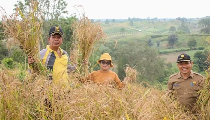 Bupati, Ketua PKK Dan Kadis Pertanian Simalungun Panen Raya Padi Darat