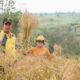 Bupati (kiri) Ketua PKK (tengah) dan Kadis Pertanian Simalungun (kanan) saat melakukan panen raya tanaman padi darat di Nagori Urung Panei, Kec. Purba, Selasa (28/03/2023). Waspada/ist