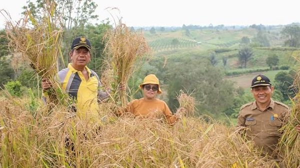 Bupati (kiri) Ketua PKK (tengah) dan Kadis Pertanian Simalungun (kanan) saat melakukan panen raya tanaman padi darat di Nagori Urung Panei, Kec. Purba, Selasa (28/03/2023). Waspada/ist