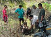 Cari Jejak Harimau, Tim BKSDA Sisir Pedalaman Aceh Timur
