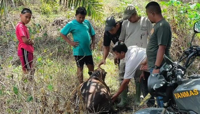 Cari Jejak Harimau, Tim BKSDA Sisir Pedalaman Aceh Timur