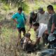 LEMBU DI MANGSA HARIMAU: Warga melihat lembu berlumuran darah dan mengalami luka cakar yang diduga diserang harimau sumatera di area PTPN I Julok Rayeuk Selatan, Gampong Panton Rayeuk T, Banda Alam, Aceh Timur, Minggu (26/3) lalu. Waspada/Ist.