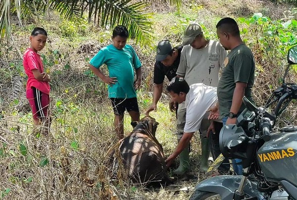 LEMBU DI MANGSA HARIMAU: Warga melihat lembu berlumuran darah dan mengalami luka cakar yang diduga diserang harimau sumatera di area PTPN I Julok Rayeuk Selatan, Gampong Panton Rayeuk T, Banda Alam, Aceh Timur, Minggu (26/3) lalu. Waspada/Ist.
