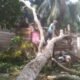 BERSIHKAN DAHAN: Petugas bersama masyarakat membersihkan dahan dan cabang pohon yang menimpa rumah milik warga di Gampong Seuneubok Jalan, Peureulak Timur, Aceh Timur, Sabtu (4/3). Waspada/Ist