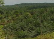 Hutan Lindung Dibajak Kelapa Sawit