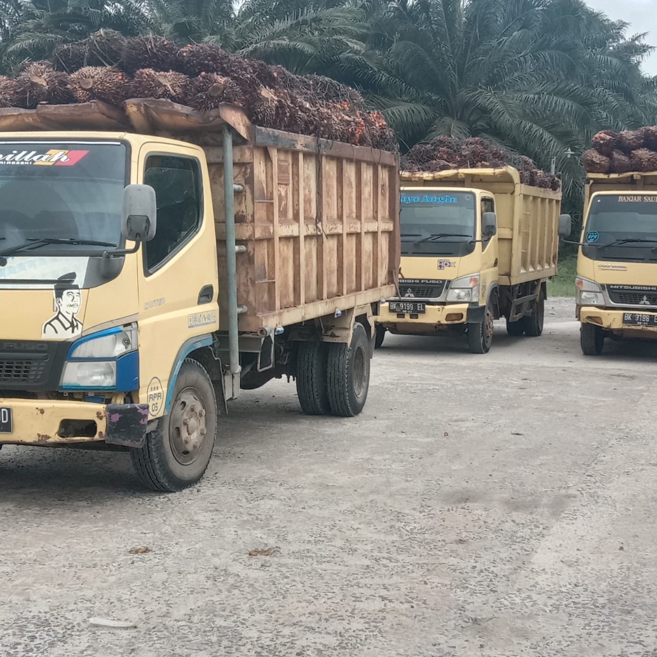 PT RPR Ganti Rugi 105 Ha Untuk Plasma Singkuang 1