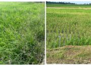 Limbah PKS PT. BOSS Rusak Tanaman Padi Warga Dolok Masihul