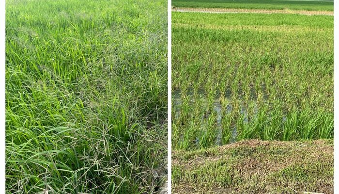 Limbah PKS PT. BOSS Rusak Tanaman Padi Warga Dolok Masihul