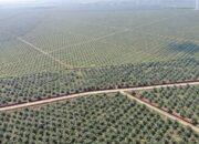 PTPN Dukung Sosial Ekonomi Masyarakat Sambut Lebaran Jelang Terbentuk PalmCo