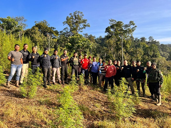TNI Temukan Ladang Ganja 8,9 Hektar
