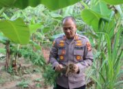 Ditemukan Ladang Ganja Di Aceh Timur