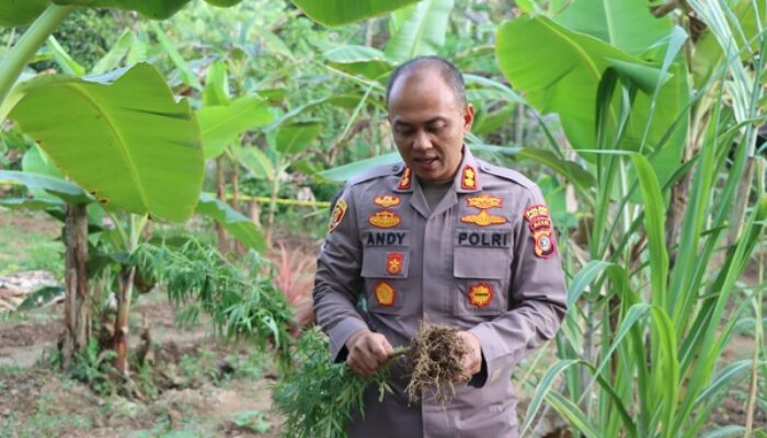 Ditemukan Ladang Ganja Di Aceh Timur