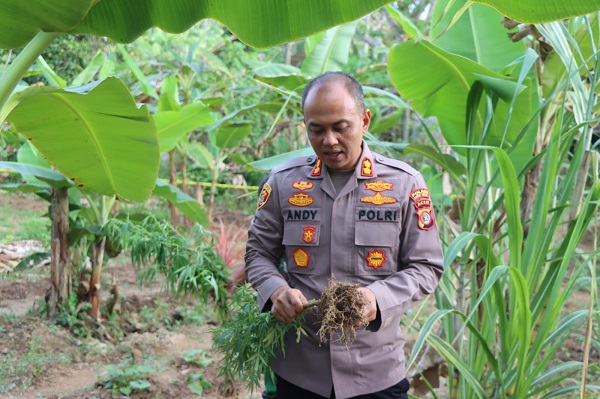 MENCABUT GANJA: Kapolres Aceh Timur AKBP Andy Rahmansyah SIK, mencabut tanaman ganja di ladang warga Gampong Seuneubok Punteut, Peudawa, Aceh Timur, Selasa (4/4). Waspada/Muhammad Ishak